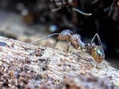 Aphaenogaster fulva