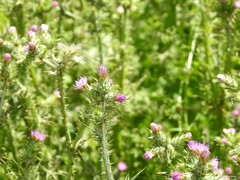 Carduus tenuiflorus