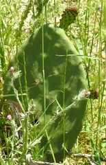 Opuntia maxima