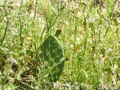 Carduus pycnocephalus