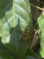 Pelidnota liturella