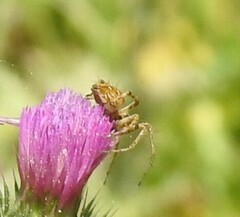Oxyopes
