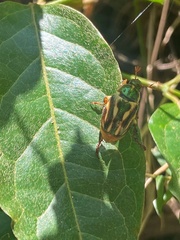 Pelidnota liturella