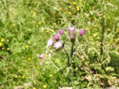 Carduus pycnocephalus