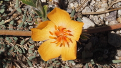 Kallstroemia grandiflora