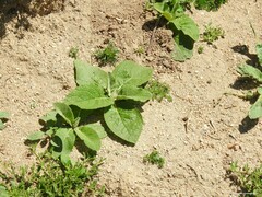 Ononis spinosa procurrens