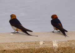 Cecropis abyssinica