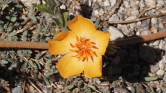 Kallstroemia grandiflora