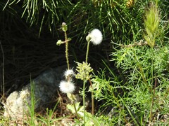 Centaurea calcitrapa