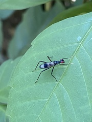 Taeniapterinae