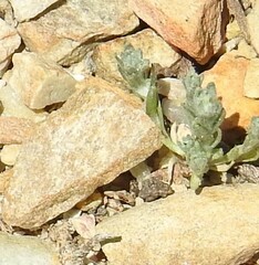 Filago pyramidata