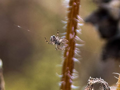 Eustala anastera