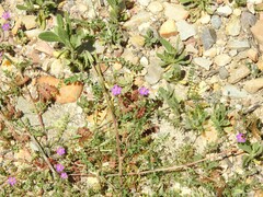 Polycarpon tetraphyllum
