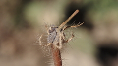 Kallstroemia grandiflora