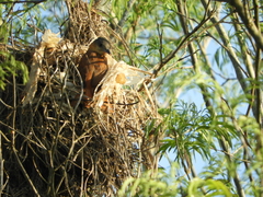 Pachyramphus validus