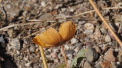 Kallstroemia grandiflora