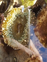 Anthopleura