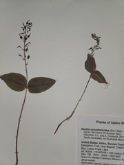 Neottia convallarioides