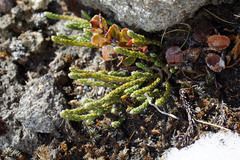 Kelleria dieffenbachii