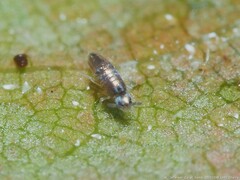 Lepidocyrtus paradoxus