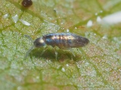 Lepidocyrtus paradoxus