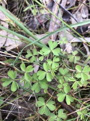 Oxalis perennans