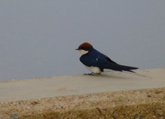 Hirundo smithii