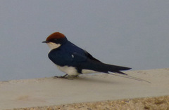 Hirundo smithii