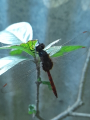 Tauriphila australis