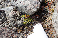 Kelleria dieffenbachii
