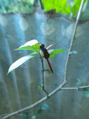 Tauriphila australis