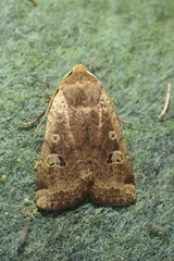 Conistra erythrocephala