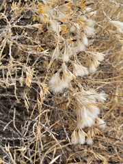 Tetradymia glabrata