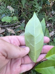 Glochidion ferdinandi