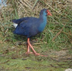 Porphyrio porphyrio