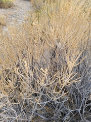 Tetradymia glabrata