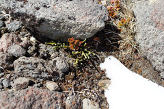 Kelleria dieffenbachii