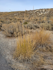 Leymus cinereus