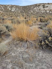 Leymus cinereus