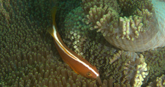 Amphiprion sandaracinos
