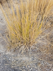 Leymus cinereus