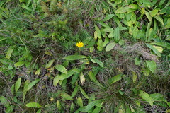 Pentanema oculus-christi