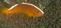 Amphiprion sandaracinos