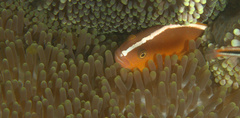 Amphiprion sandaracinos