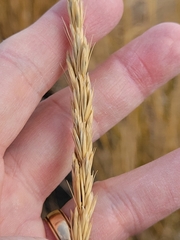 Leymus cinereus