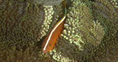 Amphiprion sandaracinos