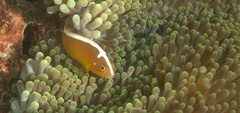 Amphiprion sandaracinos