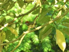 Hylophilus poicilotis