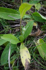 Pentanema oculus-christi