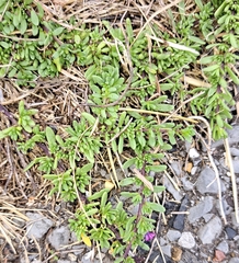 Calibrachoa parviflora